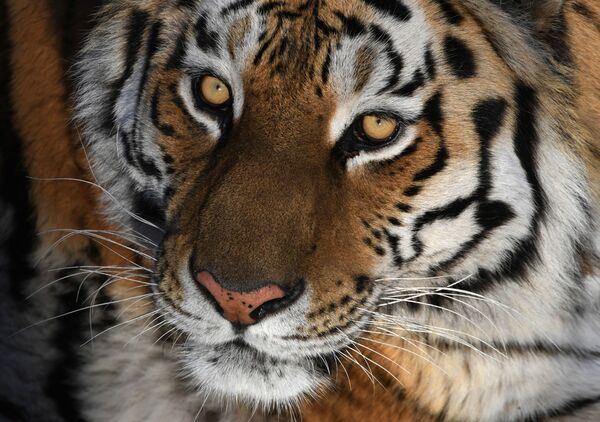Así vive Amur el tigre siberiano más famoso de Rusia - Sputnik Mundo