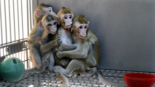 Monos clonados por los científicos chinos - Sputnik Mundo