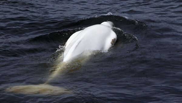 Una beluga en el mar, referencial - Sputnik Mundo