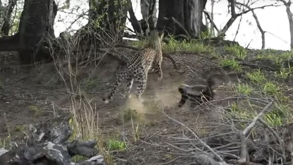 Una tejón ataca a un leopardo - Sputnik Mundo