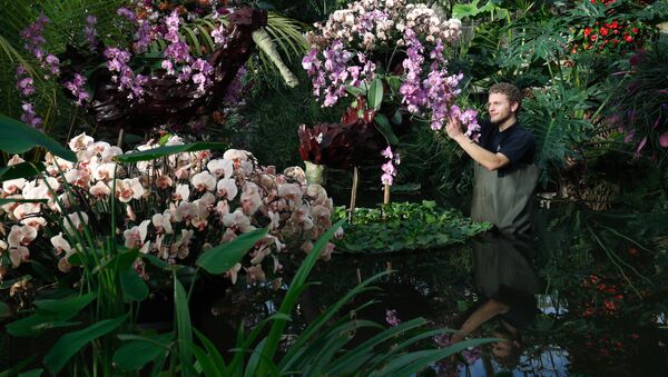 Colombia inspira el festival de orquídeas de Kew Gardens ,  Sputnik Mundo