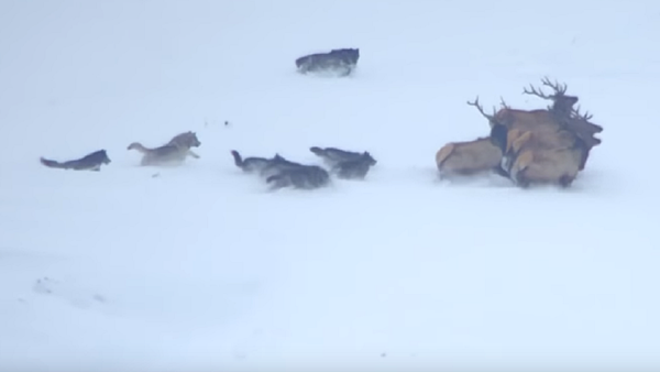 El desesperado intento de una manada de lobos de atacar a varios ciervos - Sputnik Mundo