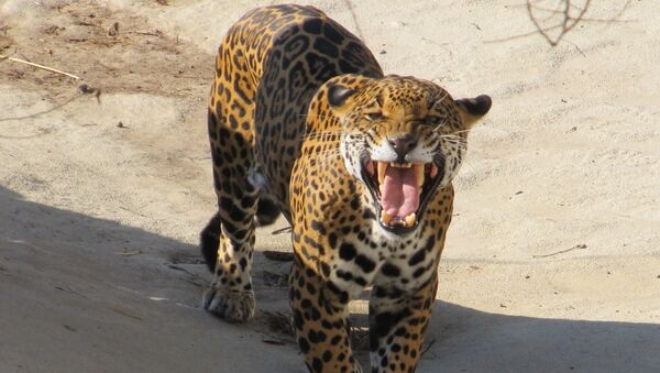 Un jaguar, imagen referencial - Sputnik Mundo