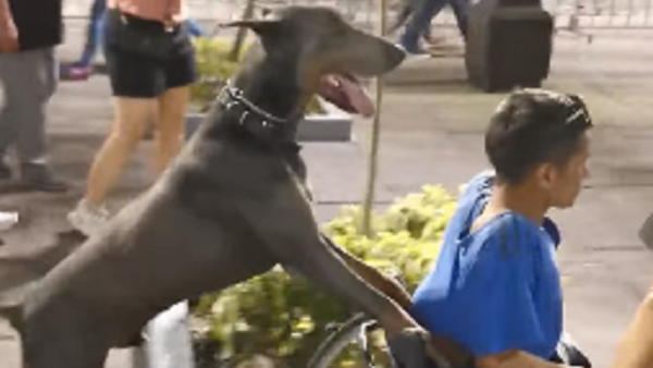 Este perro que empuja la silla de ruedas de su dueño te robará el corazón - Sputnik Mundo