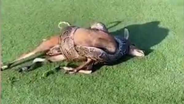 Un abrazo mortal: una enorme pitón mata a un antílope en medio de un campo de golf - Sputnik Mundo