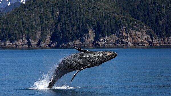 Una ballena jorobada, imagen referencial - Sputnik Mundo