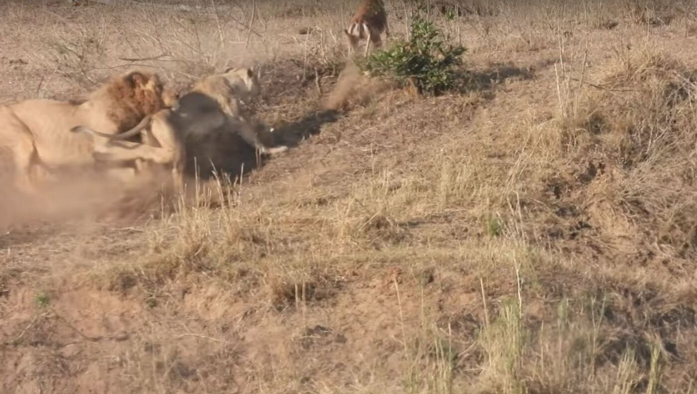 Este vídeo muestra por qué los leones no deben cazar , Sputnik  Mundo