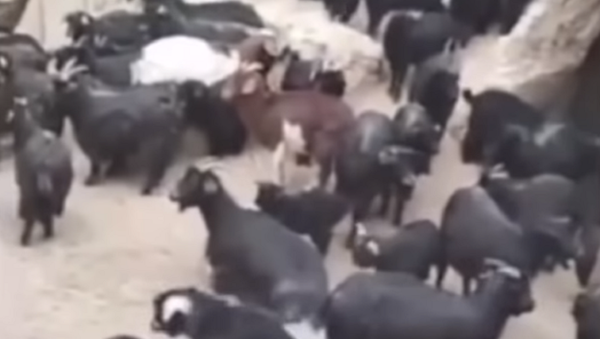Un granjero chino celebra una 'importante reunión'… con sus cabras - Sputnik Mundo