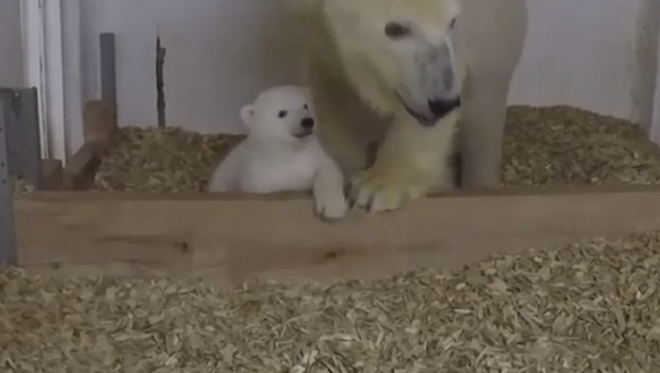 ¡Esta tierna osita polar del zoo de Berlín te robará el corazón! - Sputnik Mundo