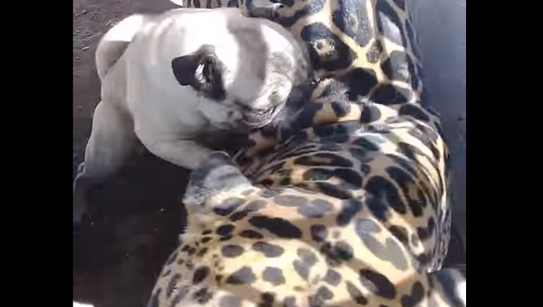 Un pug pone a prueba la paciencia de un jaguar - Sputnik Mundo