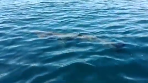 Un tiburón peregrino en aguas del Mediterráneo - Sputnik Mundo