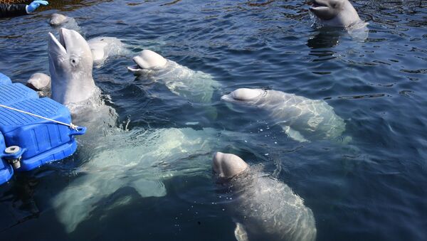 Belugas en la bahía Srédnyaya, en la costa rusa del Pacífico - Sputnik Mundo