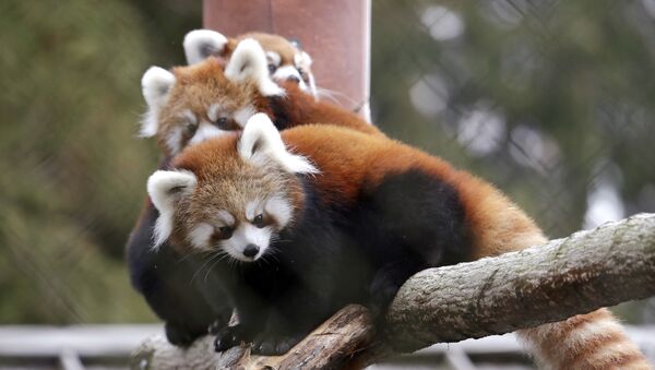 Cachorros de panda rojo (archivo) - Sputnik Mundo