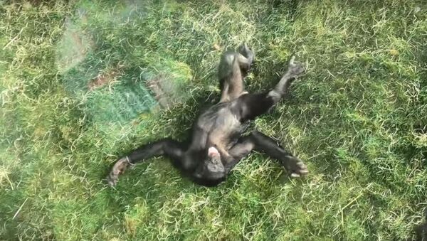 Mono bonobo - Sputnik Mundo