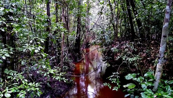 Una escena de la selva del Amazonas - Sputnik Mundo