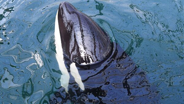 Una orca en la bahía Srédnyaya, en la costa rusa del Pacífico - Sputnik Mundo