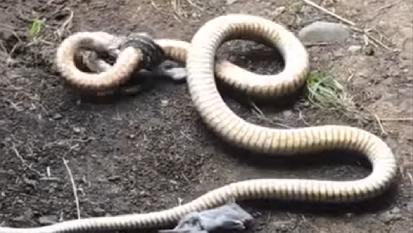 Una serpiente pasa de depredadora a presa en cuestión de segundos - Sputnik Mundo
