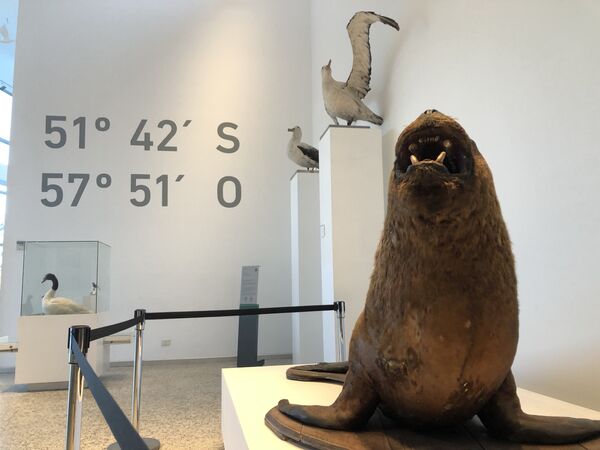La fauna del sur del mundo tiene su lugar en el museo de Malvinas. Las especies presentes en el archipiélago están exhibidas, como se puede ver aquí. La fauna del sur del mundo tiene su lugar en el museo de Malvinas. Las especies presentes en el archipiélago están exhibidas, como se puede ver aquí. - Sputnik Mundo