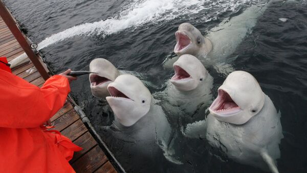 Belugas en la costa rusa del Pacífico - Sputnik Mundo