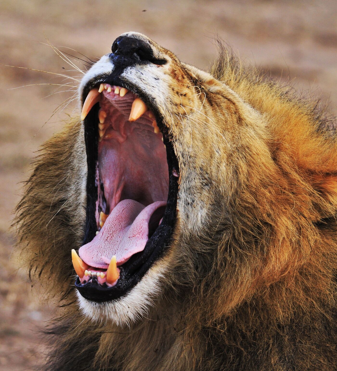 Un león se rebela contra su domador en plena actuación (vídeo) -  , Sputnik Mundo