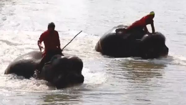 Una carrera acuática de elefantes se celebra en Tailandia - Sputnik Mundo