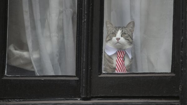El gato de Julian Assange - Sputnik Mundo