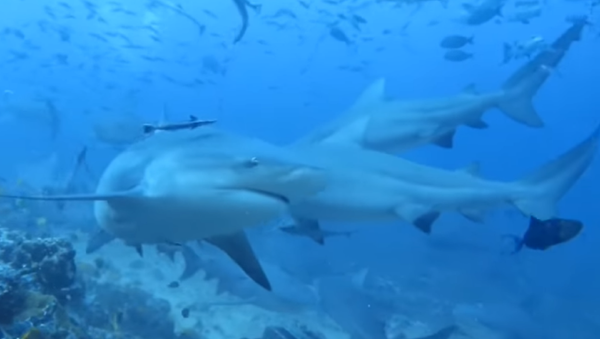 Decenas de tiburones rodean a los buzos en Fiyi (vídeo) - Sputnik Mundo