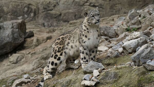 Un leopardo de las nieves - Sputnik Mundo