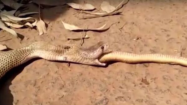 Una cobra se 'atraganta' con una serpiente - Sputnik Mundo