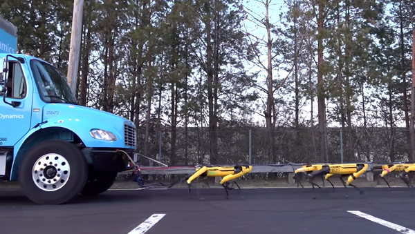 Los perros robot de Boston Dynamics ya saben remolcar un camión - Sputnik Mundo