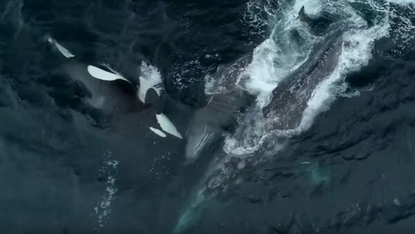 Unas orcas atacan a una ballena con su cría - Sputnik Mundo