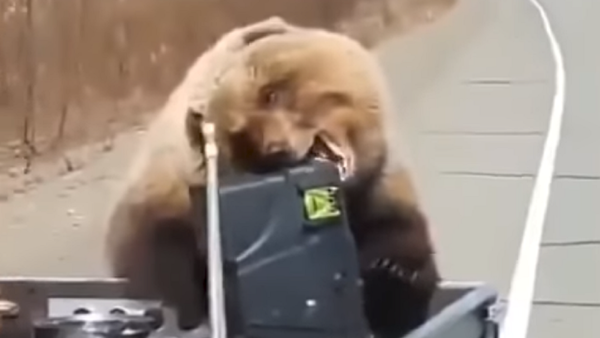 Solo en Rusia: un oso les roba una nevera a unos cazadores - Sputnik Mundo