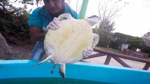 Una tortuga verde defecando basura en el centro de rescate de Mundo Marino, en Argentina - Sputnik Mundo
