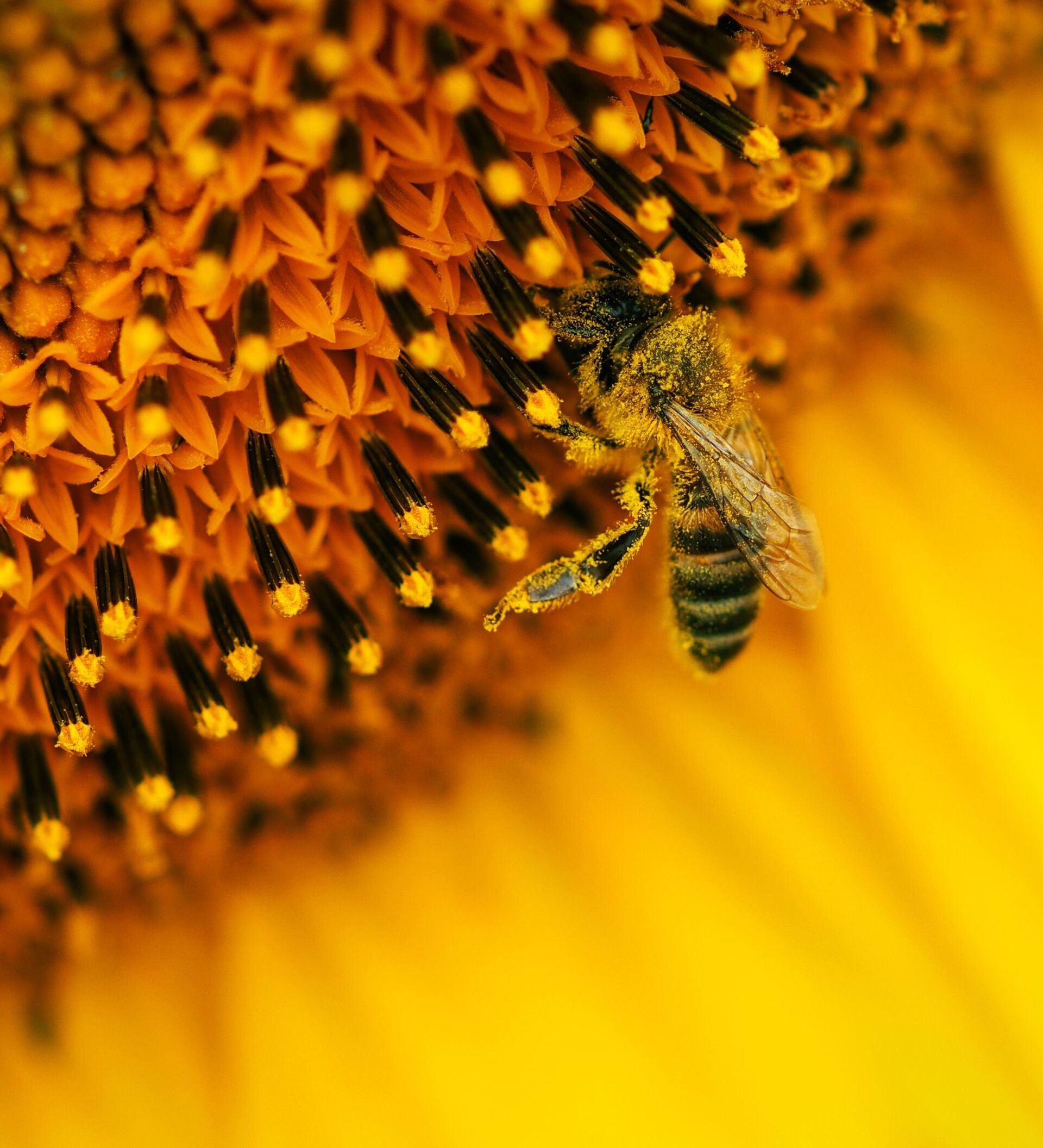 Apocalipsis: millones de abejas mueren en México en pocos años -  , Sputnik Mundo