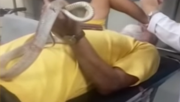 ¡Aquí está la víbora! Un indio ingresa en el hospital con la serpiente que lo mordió - Sputnik Mundo