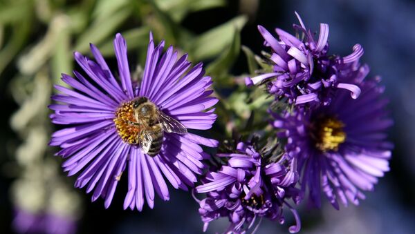 Una abeja en una flor - Sputnik Mundo