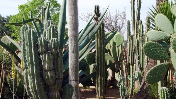Cactus en México - Sputnik Mundo