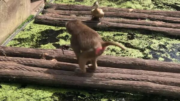 Un babuino ataca a una pata - Sputnik Mundo
