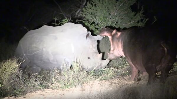 Hipopótamo contra rinocerontes - Sputnik Mundo