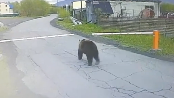 Mientras tanto en Rusia: un oso entra sin permiso en un aeropuerto de Kamchatka  - Sputnik Mundo