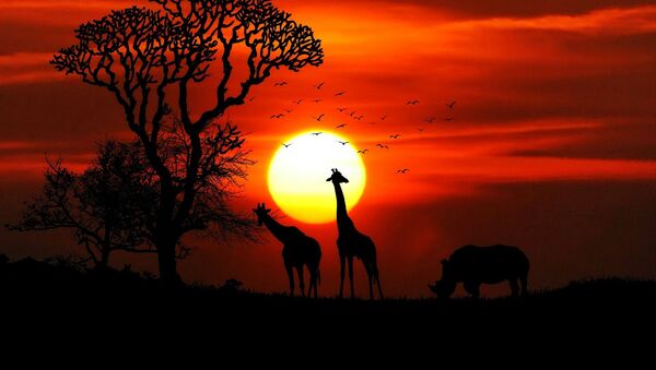 Animales en África - Sputnik Mundo