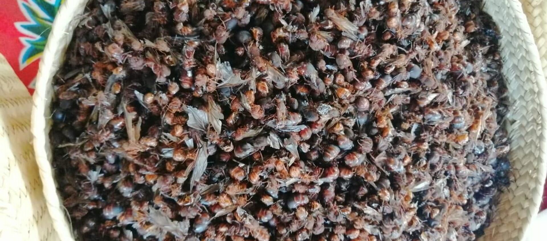 Las hormigas voladoras son un manjar de la cocina mesoamericana - Sputnik Mundo, 1920, 19.06.2019
