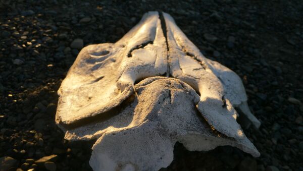 Cráneo de una beluga - Sputnik Mundo