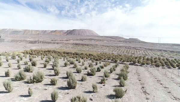 Un bosque en pleno desierto: cómo Chile busca reforestar el Atacama - Sputnik Mundo