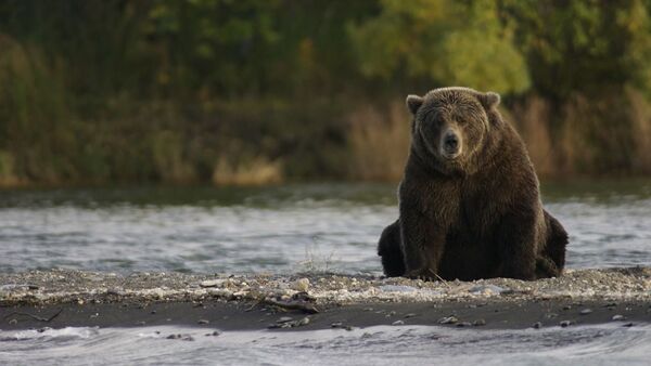 Un oso (imagen referencial) - Sputnik Mundo