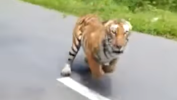 Un tigre se la jura a una moto en la carretera - Sputnik Mundo