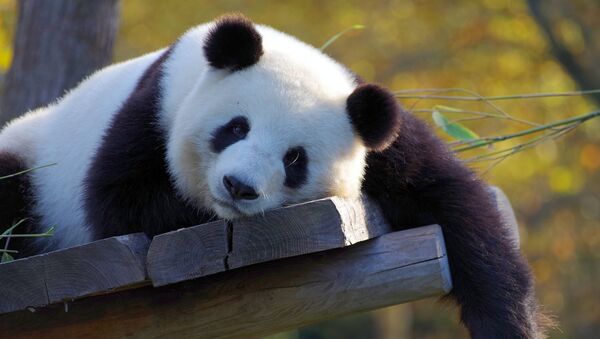 Un oso panda - Sputnik Mundo