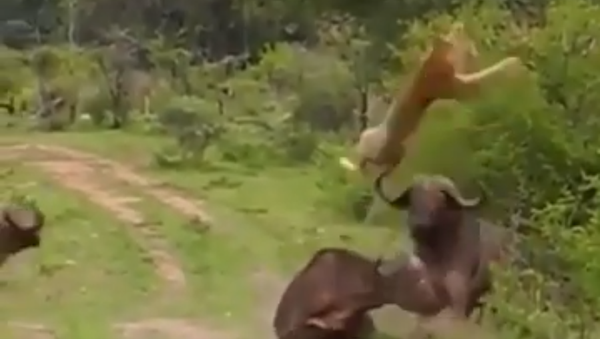 Una leona ataca a un búfalo cuando llegan refuerzos - Sputnik Mundo