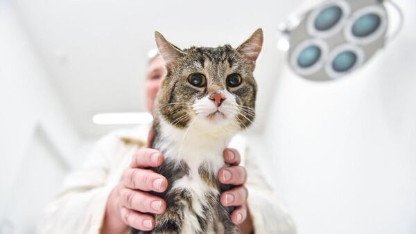 Implantan con éxito en Rusia un injerto idéntico a un hueso a un gato con cáncer óseo - Sputnik Mundo