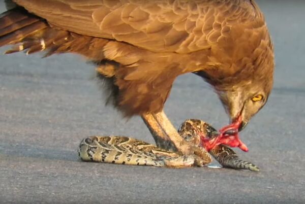 Peor que Jack el destripador: un águila le saca las entrañas a una serpiente  viva , Sputnik Mundo